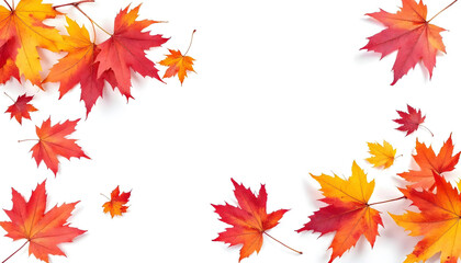 Fototapeta premium autumn leaves