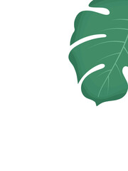 Green single leaf of monstera on white background. Vector illustration. Vertical poster on wall with tropical leaves. Rectangular summer background with place for text. Banner for advertising.