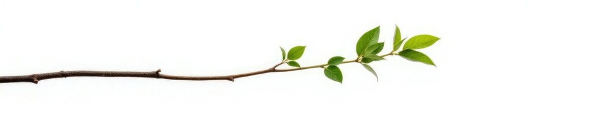 Long and thin branch isolated on white background with slight curve, long, single element, nature