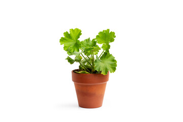 A geranium plant in a clay pot on a white background