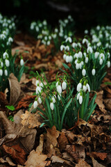 Snowdrop flowers close-up against the background of other flowers