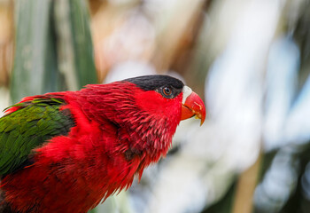  Black-capped Lory Profile.
A detailed profile view of a Black-capped Lory, highlighting its striking red plumage, green wing, black head, and sharp red beak against a softly blurred background. 