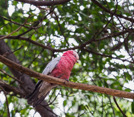 Galah Perched on Branch.
A beautiful Galah, also known as a Rose-breasted Cockatoo, with its...