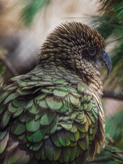 Detailed Kea Parrot Head and Feathers.
A close-up portrait showcasing the intricate olive-green and brown patterned feathers and strong beak of a Kea parrot