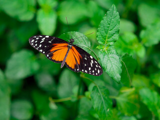 Tiger Mimic Butterfly on Green Leaves.
A vibrant Tiger Mimic butterfly (Lycorea halia) with striking black wings, bright orange patches, and white spots rests on lush green leaves. 