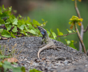  Lizard on Rock in Natural Habitat.
A lizard with a vibrant blue throat and patterned body basks on a dark rock surrounded by green foliage in its natural environment. 