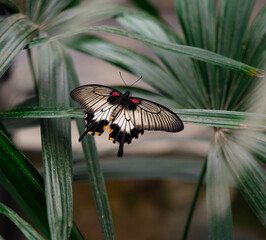 Scarlet Mormon Butterfly on Green Leaves.
A beautiful Scarlet Mormon butterfly (Papilio rumanzovia)...