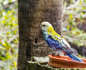 Pale-headed Rosella on Feeder.
A beautiful Pale-headed Rosella with white head, yellow and black scalloped back, and blue wings and tail perches on the edge of a feeder