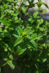 peppermint plant with aromatic leaves to enjoy as tea or cold drink