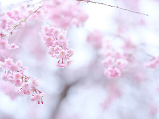 桜七分咲き