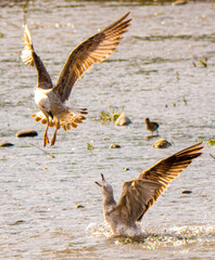 Yellow legged gulls
