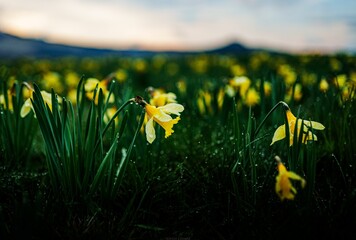 Flowers in auvergne and the spring