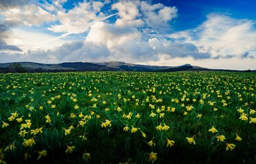 Flowers in auvergne and the spring