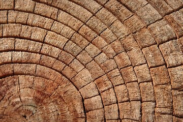 Fototapeta premium Close-up of tree ring cross-section age lines