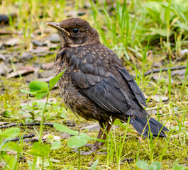 Baby blackbird