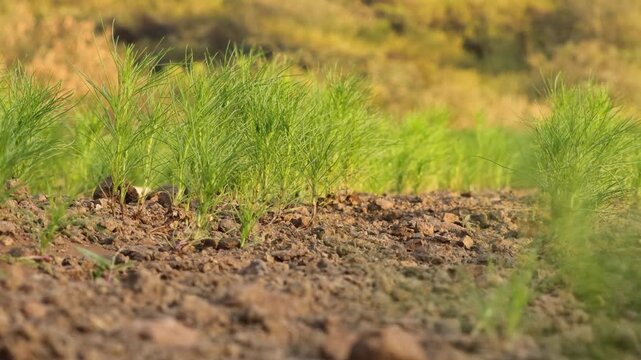 cumin, jeera plant Most popular cumin seeds plant in indian farm or garden,or Carum or Caraway and carvi plant with sunrise golden light, zeera plants and unripe cumin on natural background