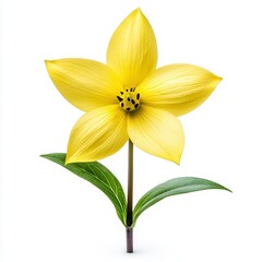 Vibrant Yellow Five Petal Flower with Green Leaves on White Background