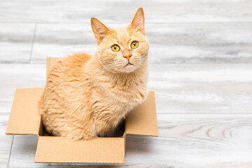 ginger cat sits in a small cardboard box. cats like to sit in boxes. strange behavior in cats. 