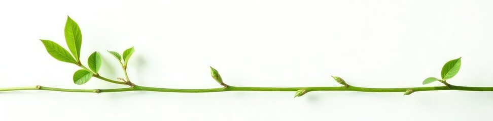 Single stem isolated against white background, greenery, garden