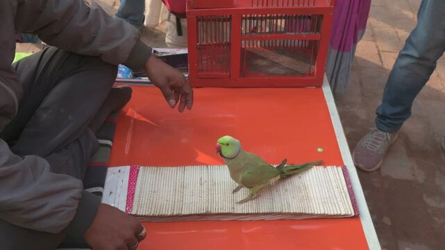 Ayodhya , India-4 January 2025 Parrot standing next to tarot cards and thinking about drawing a card at Ayodhya Uttar Pradesh India
