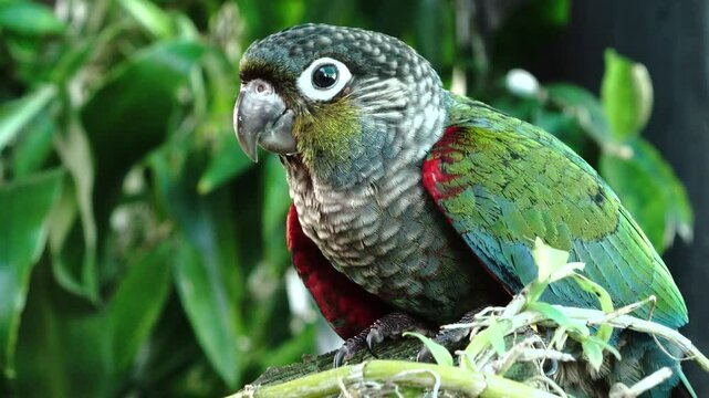 Vibrant Green-Cheeked Conure Parrot in Natural Habitat
