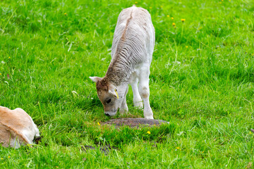 Obraz premium Cute white calf of breed named Rätisches Grauvieh grazing on meadow at farm at Swiss City of Zürich on a cloudy spring day. Photo taken April 15th, 2025, Zurich Schwamendingen, Switzerland.