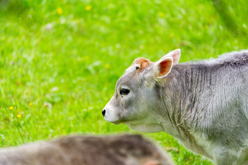 Headshot of calf of breed named Rätisches Grauvieh grazing on meadow at farm at Swiss City of Zürich on a cloudy spring day. Photo taken April 15th, 2025, Zurich Schwamendingen, Switzerland.