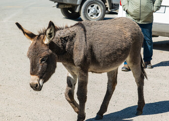 Donkey Portrait, A Brown donkey near a vehicle on ground.