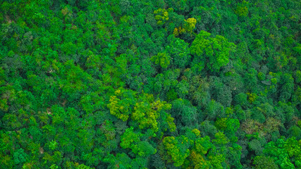 April 4 2025 Lush Green Forest Spanning a Vast Hillside Landscape