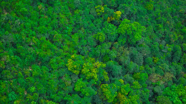 April 4 2025 Lush Green Forest Spanning a Vast Hillside Landscape
