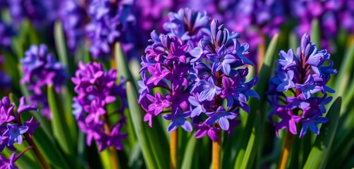 Fototapeta premium Close-up of vibrant purple and blue spring hyacinths, shallow depth of field, ample copy space, floral background, close up