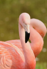 close up of a pink flamingo