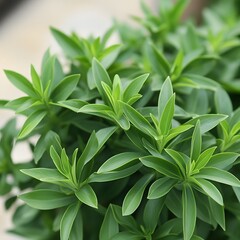 Vibrant Green Lush Foliage Plant Leaves Nature Background