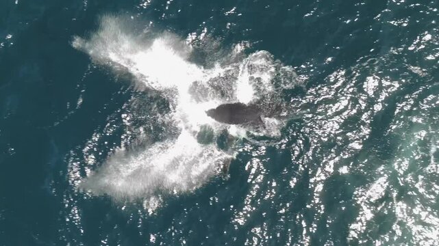 Aerial video of a playful whale calf jumping out of the ocean four times, spouting water and splashing near Sydney coastline, Australia on a bright, sunny day. Top-down drone shot.