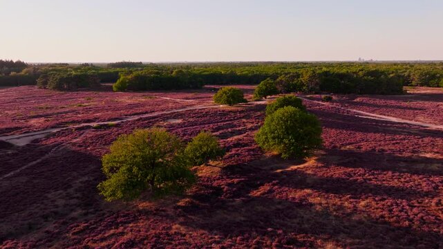 4K drone footage of a vast purple heather field Paarse Heide in Hilversumse Heide, green trees scattered across the field at golden hour, filmed in Dutch nature in the summer.