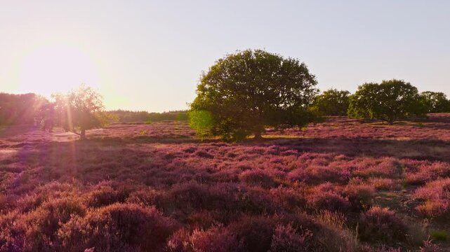 Drone 4K footage of Dutch purple heather Paarse Heide in bloom at sunset, open field with trees in Hilversumse Heide, Nederlandse natuur bij zonsondergang in &rsquo;t Gooi