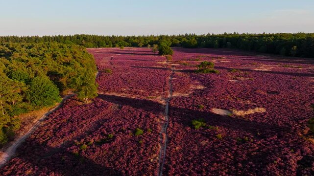 Drone 4K Aerial van bloeiende paarse heide in Hilversumse Heide, &rsquo;t Gooi, Nederland. Purple heather in Dutch nature reserve near Blaricum, Bussum and Naarden, filmed at sunrise in late summer.