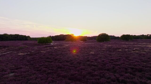 4K drone footage of purple heather Paarse Heide at sunset in Hilversumse Heide, last sunlight over blooming field in Dutch nature, filmed at dusk in The Netherlands