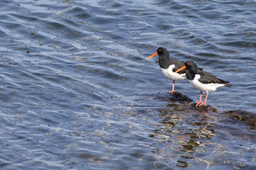 A couple of oystercatchers (Haematopus ostralegus) enjoying the spring sun