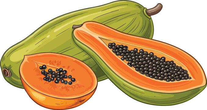 papaya fruit, green and orange, cut open clip art preview