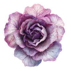 Obraz premium Cabbage color png