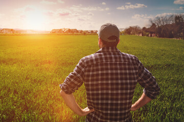 Back view of farmer inspecting young wheat field at sunset. Sustainable agriculture.