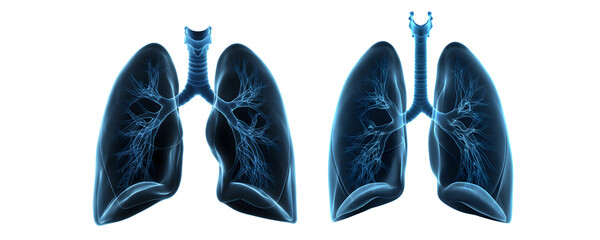 Human Lungs Anatomy Medical on Transparent Background

