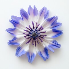 Obraz premium Beautiful Blue and White Flower Isolated on White Background