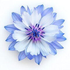 Stunning Blue and White Flower with Delicate Petals and Stamen