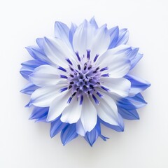 Obraz premium Beautiful Blue and White Flower Isolated on Light Background