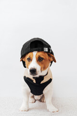Funny white and brown Jack Russell Terrier dog wearing black cap on white background. Stylish pet...