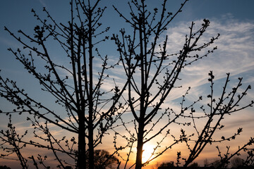 Frühjahr - erste Kirschblüten vor einem abendlichen Himmel