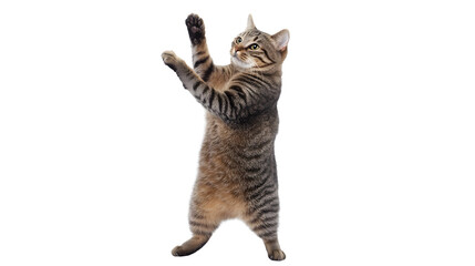 Fototapeta premium Playful Dancing Cat on White Background for Fun Animal Entertainment