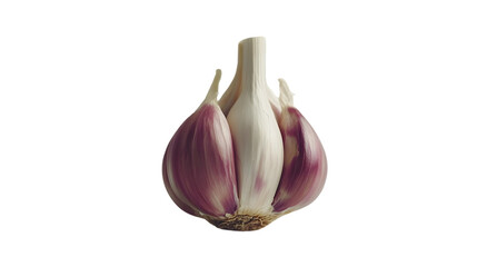 Fresh Garlic Bulb Isolated on White Background for Culinary Design Element
